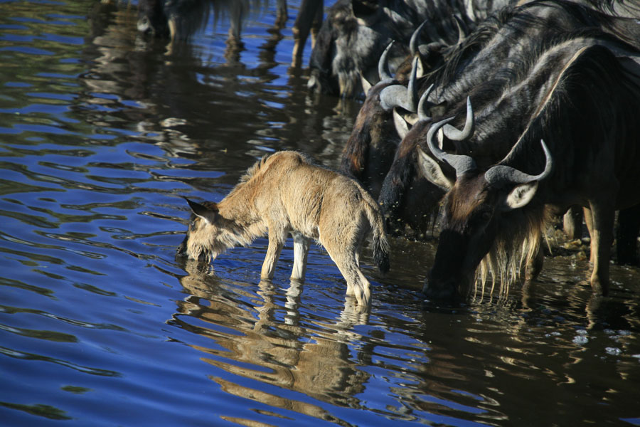 African Fauna 008