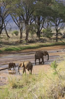 African Fauna 009