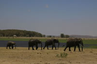 African Fauna 017