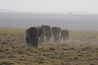 African Fauna 023