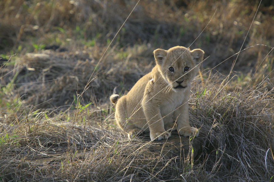 African Cats 005