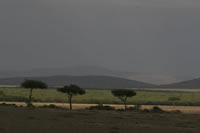 African Views 002