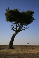 African Views 004