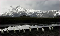 King penguins marching, St. Andrews Bay, South Georgia 2004