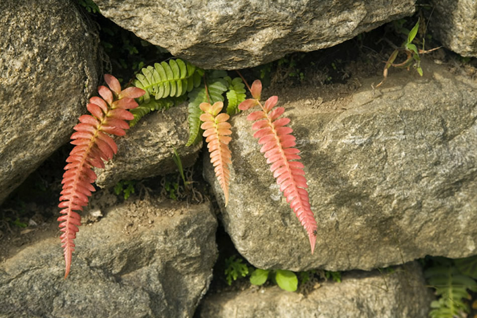 Ferns