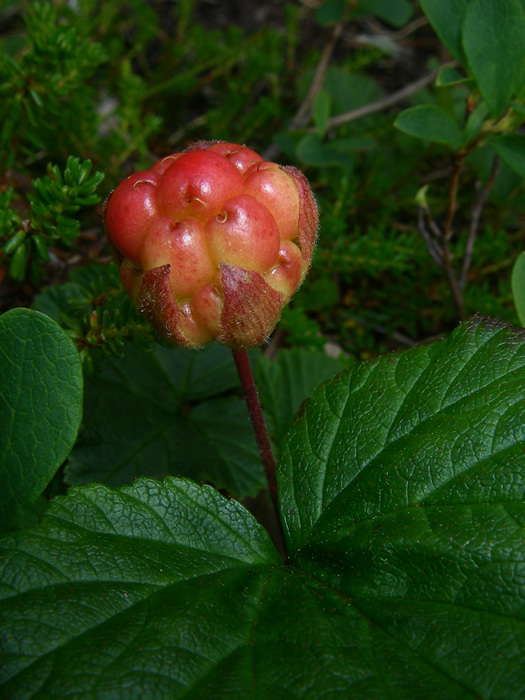 Cloudberry