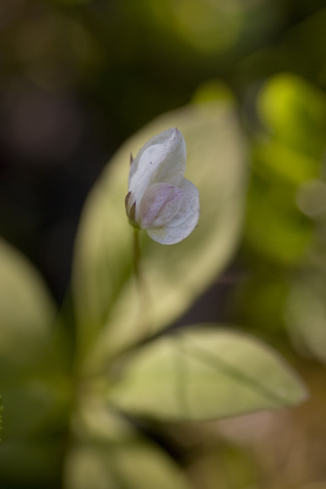 Scandanavian Gentian