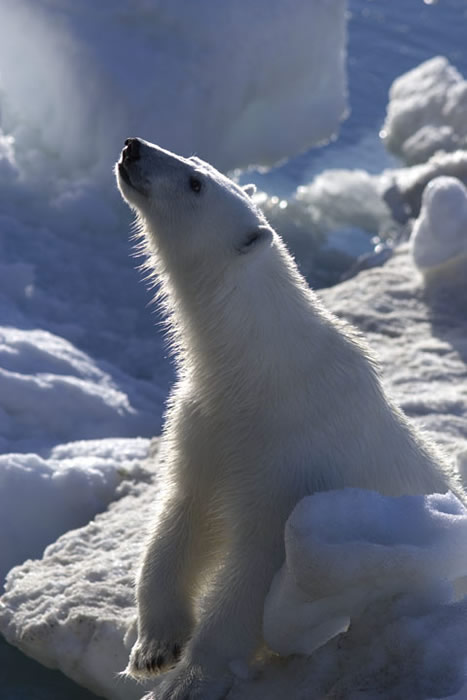 Polar Bear