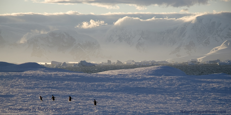 Chinstrap Penguins