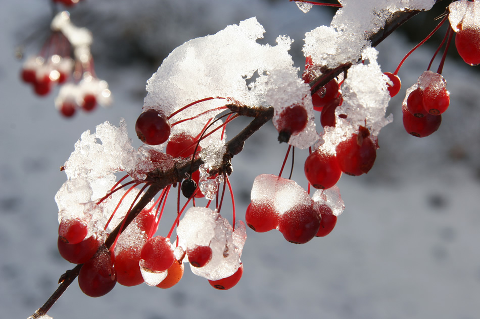 Crabapples in Snow