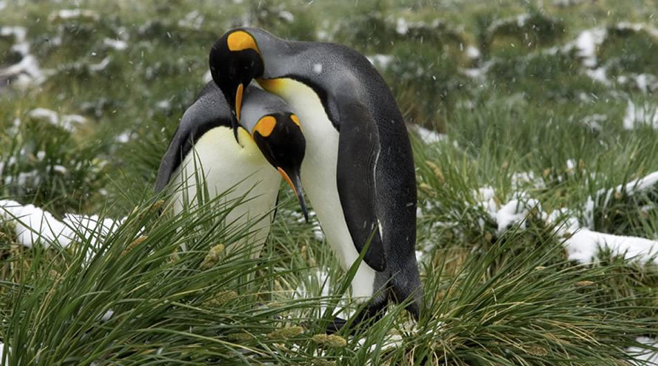 Gold Harbor, King Penguins