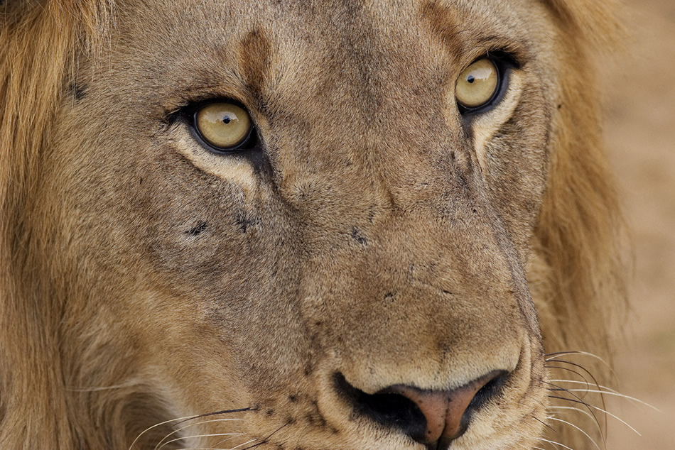 King, Phinda Game Reserve