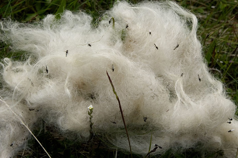 Wool With Midges