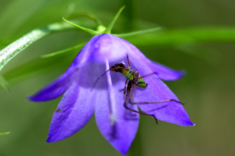 Harebell and Grasshopper, Michigan 2004