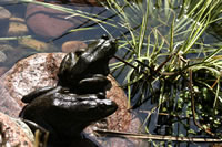North American Bullfrogs sharing a rock 2003