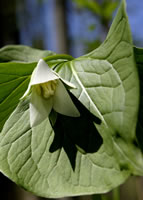 Nodding Trillium, Spring, Morton Arboretum 2004