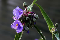 Transdescantia Virginica with dew, Michigan 2004