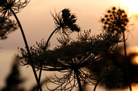 Umbel in Sunset, Michigan 2004