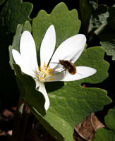 Bombyllidae and Rue Anemone