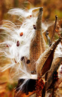 Fall Milkweed Pods, Morton Arboretum 2004