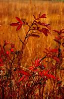 Fall Rosehips, Morton Arboretum 2004