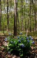 Mertensia, Morton Arboretum 2005