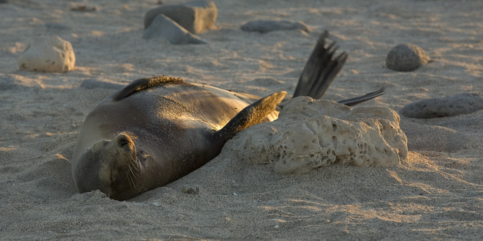 Galapagos 001