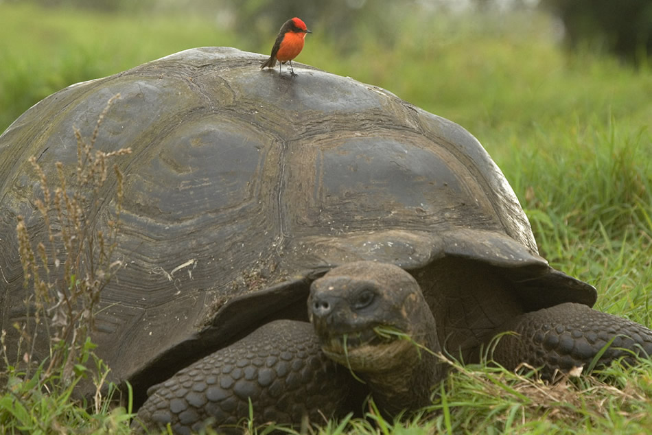 Galapagos 013