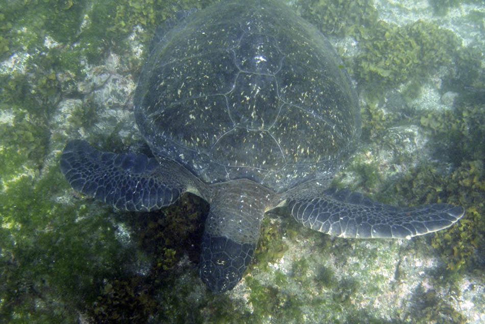 Galapagos 019
