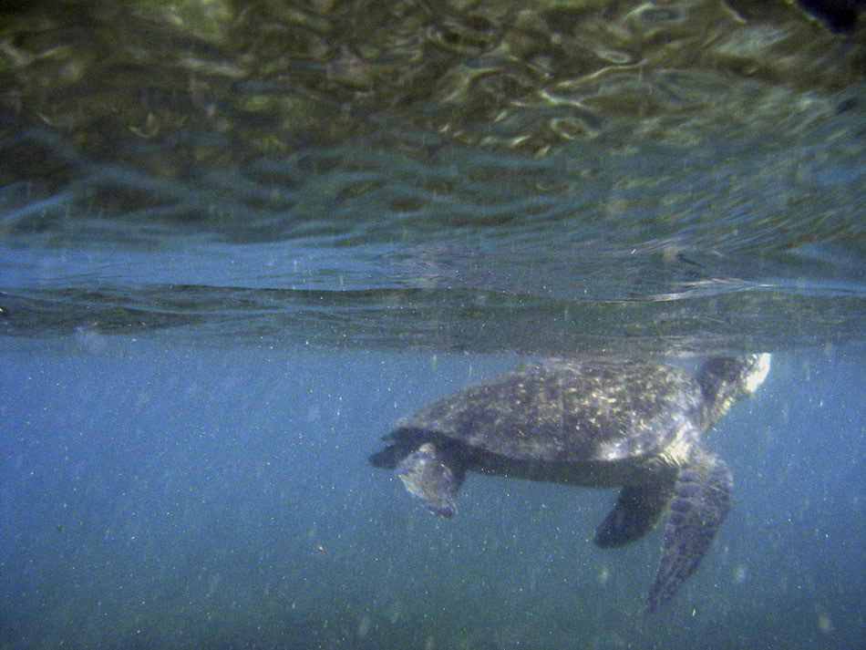 Galapagos 020