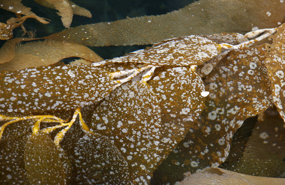 Bull Kelp 001, South Georgia 2004