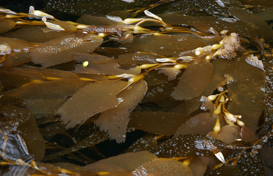 Bull Kelp 002, South Georgia 2004